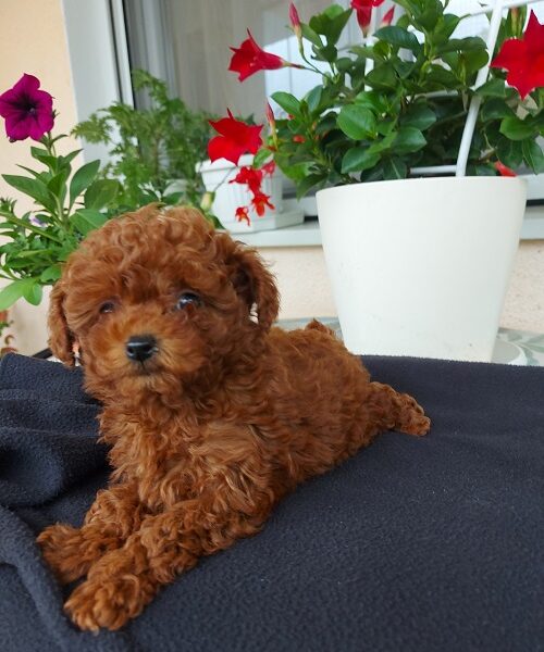 Toy teacup crvena pudla