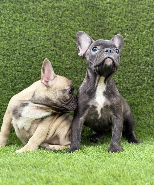 Prelepi štenci FRANCUSKOG Buldoga