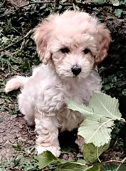 Maltipoo štenci
