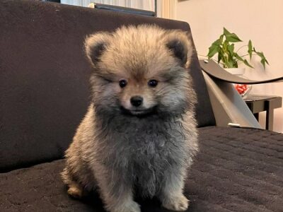 Štenci pomeranskog špica