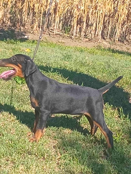 NLT (nemački lovni terijer)