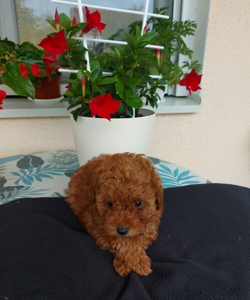 Toy teacup crvena pudla