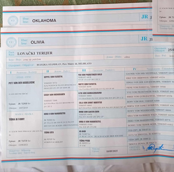 NLT (nemački lovni terijer)