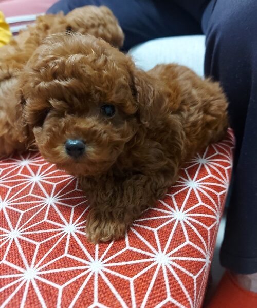 Toy teacup crvena pudla