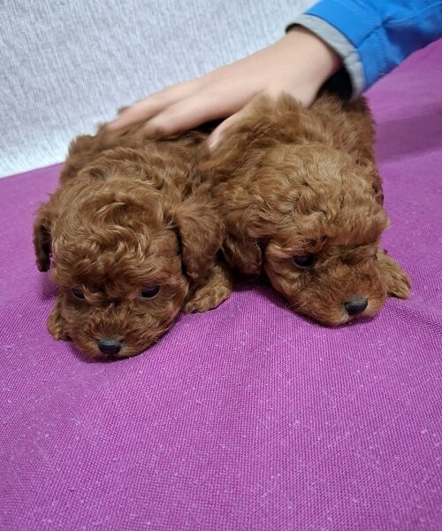 Toy teacup crvena pudla