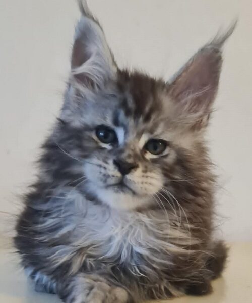 Maine Coon mačići