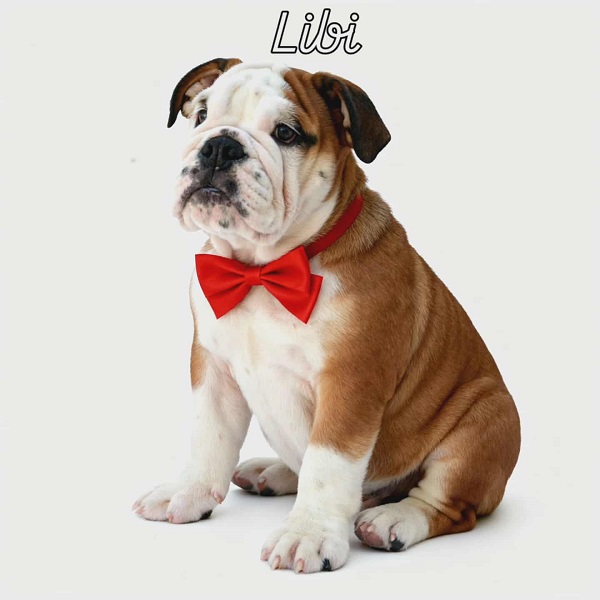 Engleski buldog vrhunski štenci