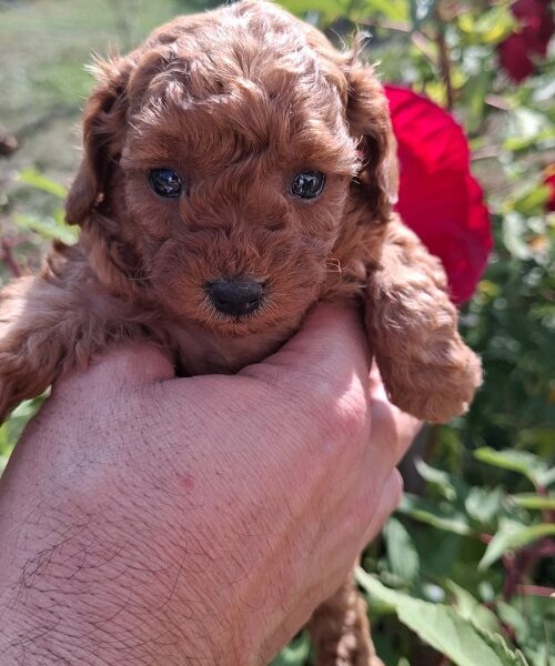 Toy teacup crvena pudla