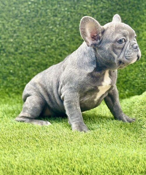 Prelepi štenci FRANCUSKOG Buldoga