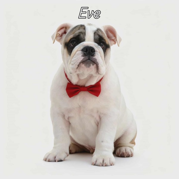 Engleski buldog vrhunski štenci