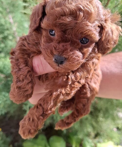 Toy teacup crvena pudla