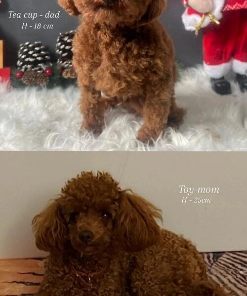 Toy teacup crvena pudla