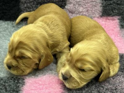 Engleski koker spanijel, štenci