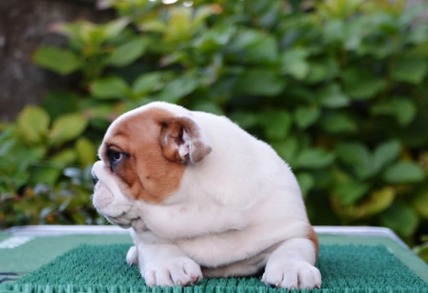 Engleski Buldog