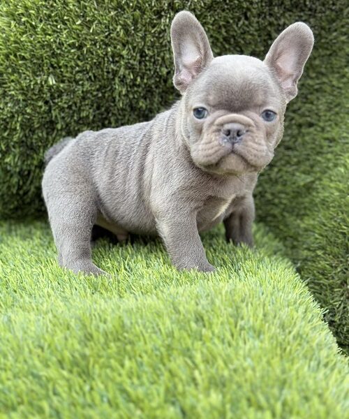 Prelepi štenci FRANCUSKOG Buldoga