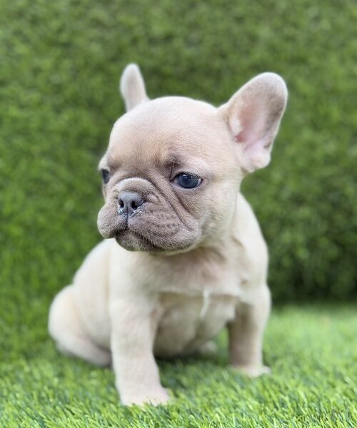 Prelepi štenci FRANCUSKOG Buldoga