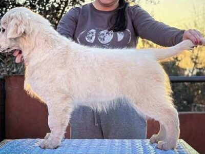 Zlatni retriver PRELEPI štenci