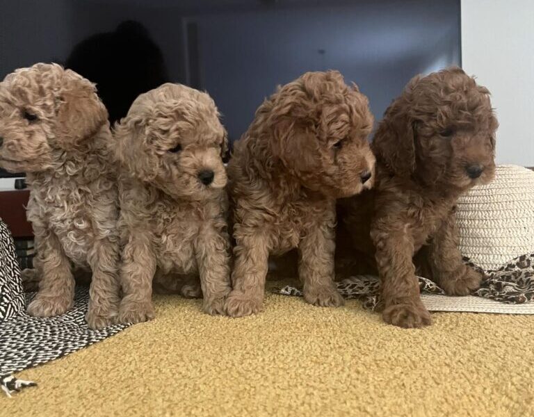 Mini Pudla prelepi stenci