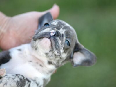 Plavi i merle egzoticni francuski buldozi