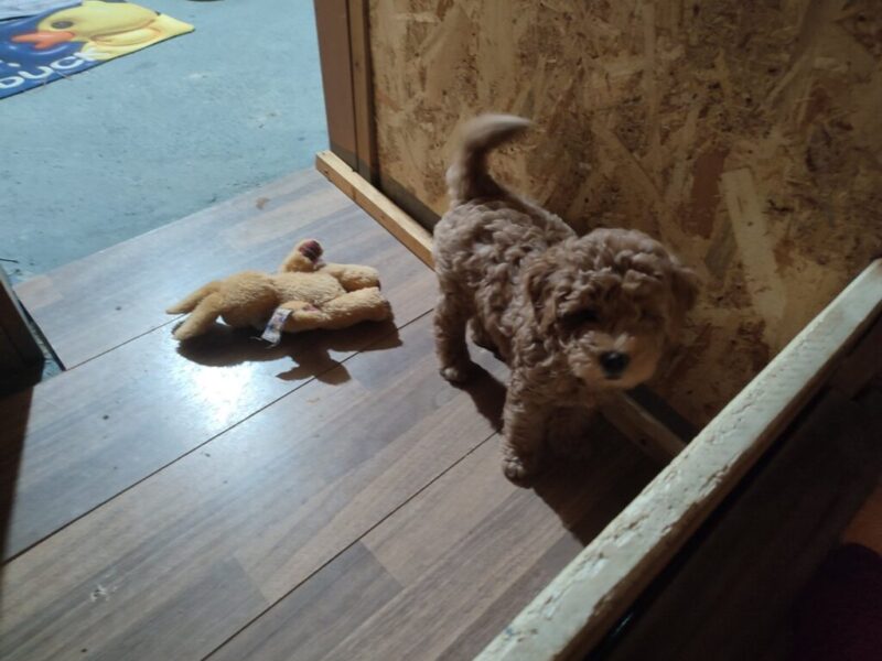 Mini Pudla prelepi stenci