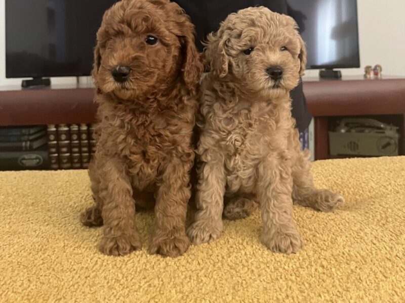 Mini Pudla prelepi stenci