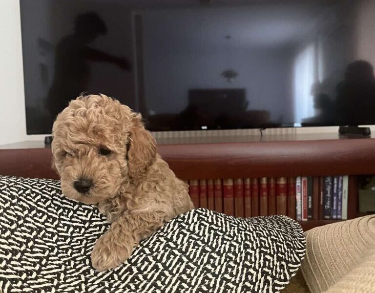 Mini Pudla prelepi stenci