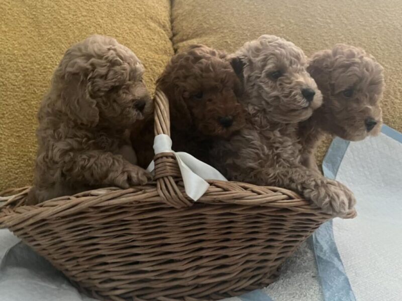 Mini Pudla prelepi stenci