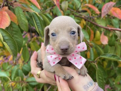 Mini Jazavičari egzotične boje