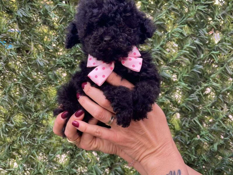 Toy i Mini Pudle stenci