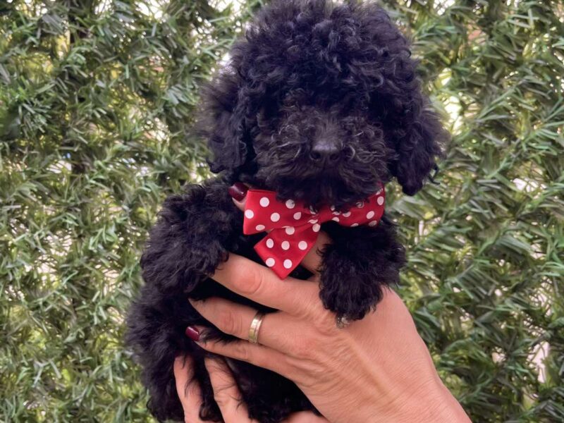 Toy i Mini Pudle stenci