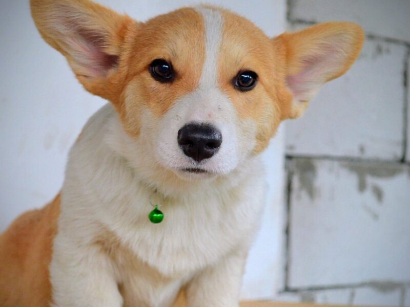 Welsh Corgi Pembroke štenci
