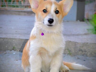 Welsh Corgi Pembroke štenci