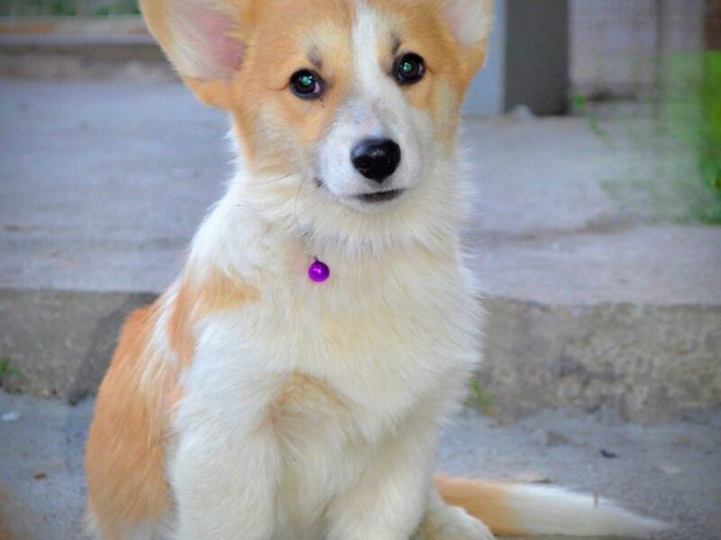 Welsh Corgi Pembroke štenci