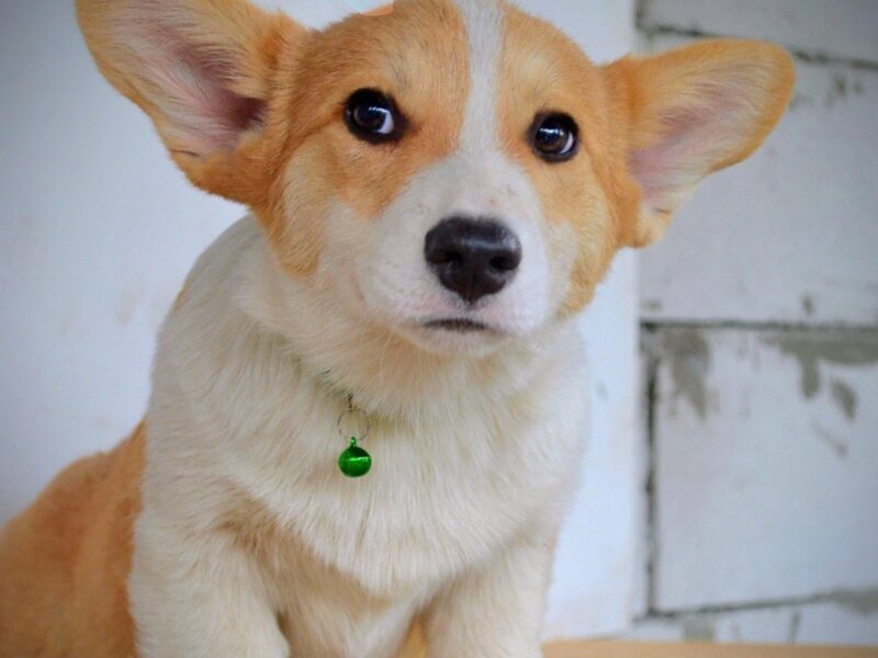 Welsh Corgi Pembroke štenci