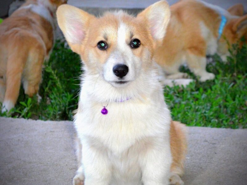 Welsh Corgi Pembroke štenci