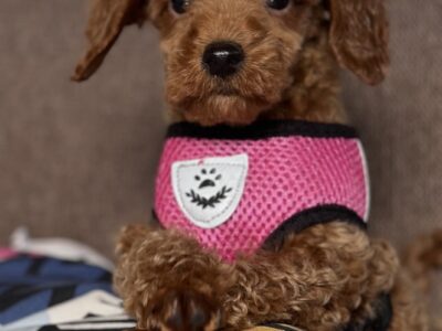 Toy Pudle na prodaju