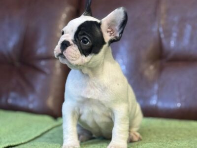 Francuski Buldog prelepi štenci