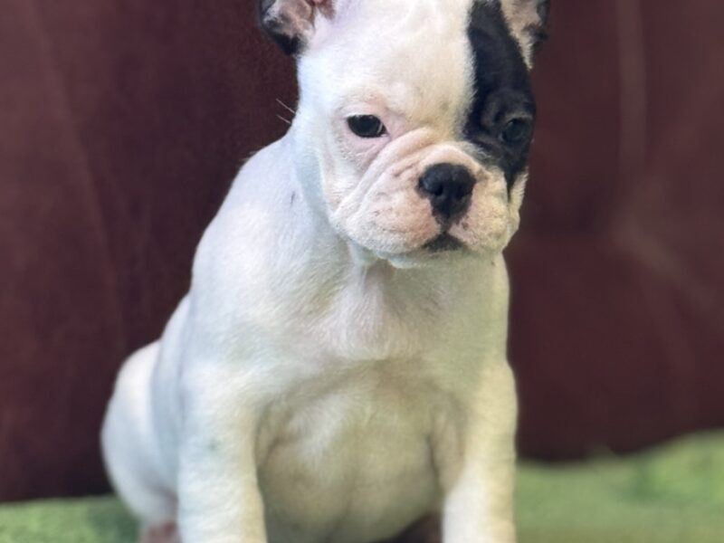 Francuski Buldog prelepi štenci