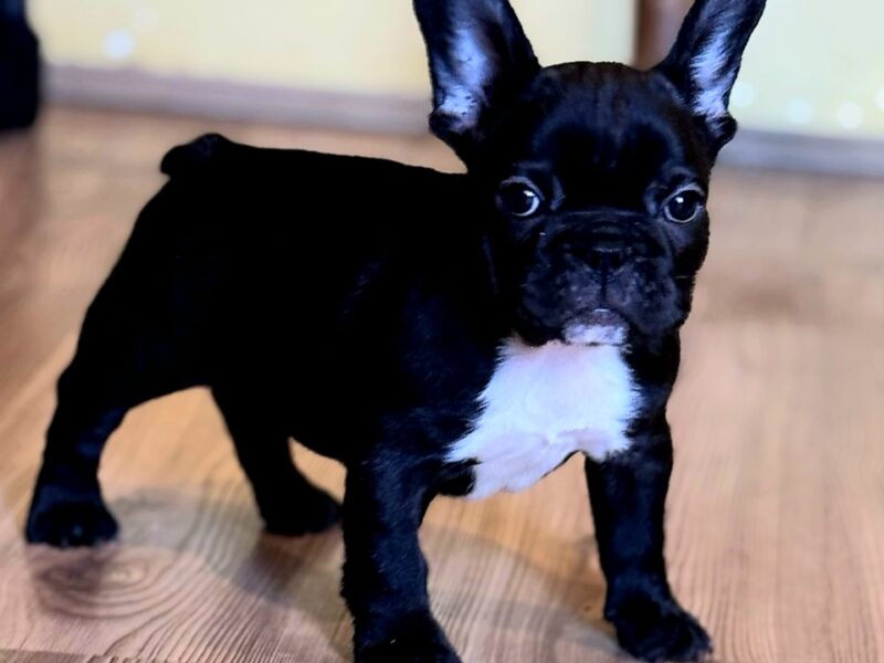 Francuski Buldog prelepi štenci