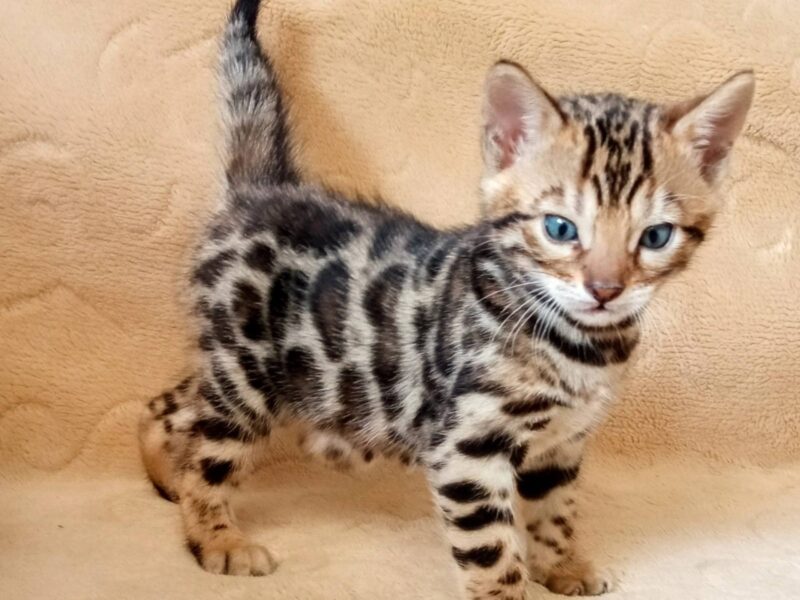 MMaestro_bengal macici