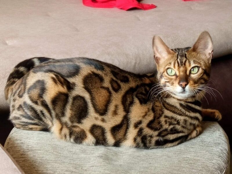 MMaestro_bengal macici