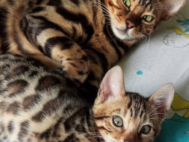 MMaestro_bengal macici