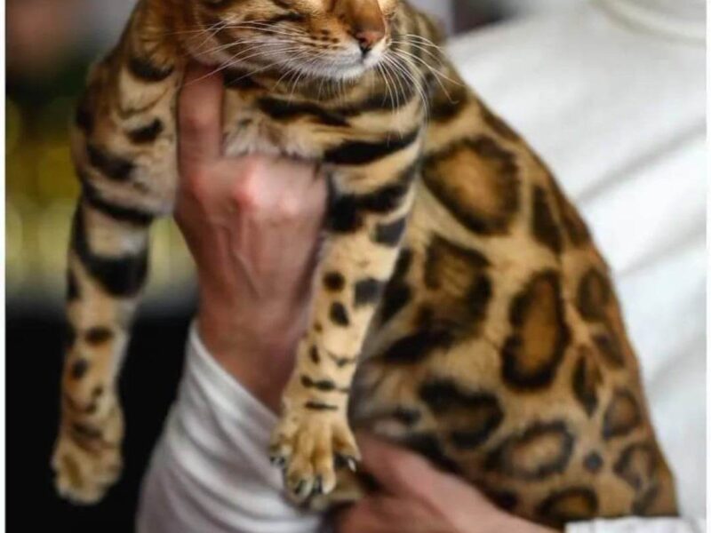 MMaestro_bengal macici