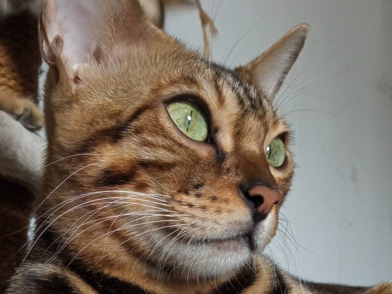 MMaestro_bengal macici