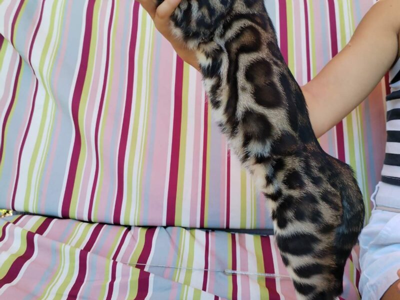 MMaestro_bengal macici