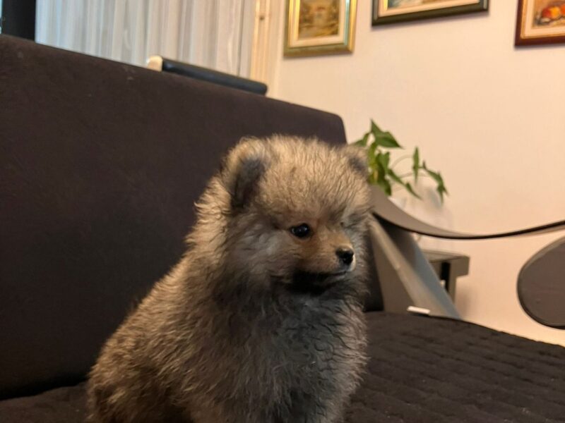 Štenci pomeranskog špica