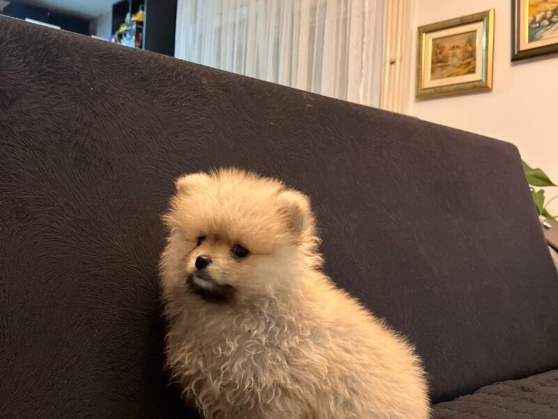 Štenci pomeranskog špica