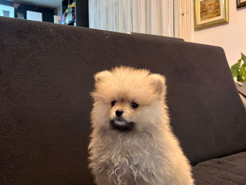 Štenci pomeranskog špica