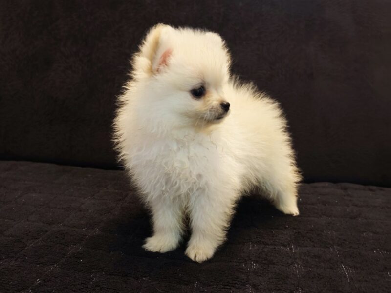 Štenci pomeranskog špica