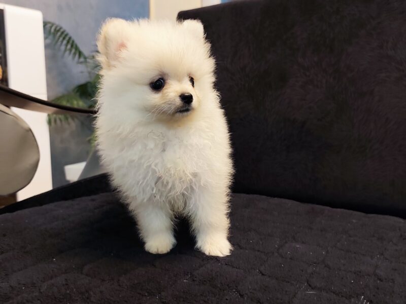 Štenci pomeranskog špica